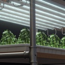 Platinum Clone LED Platinum 18W